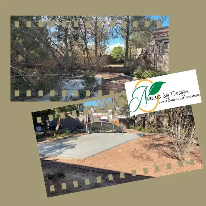 Yard cleanup and tree removal — before and after